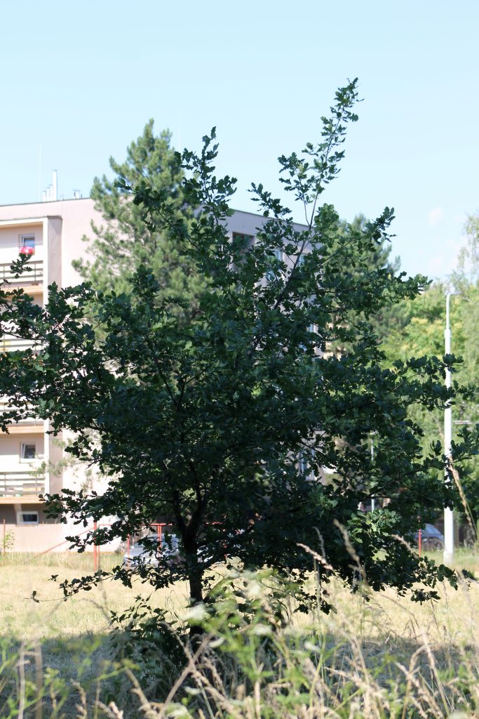 Dub letní v Pardubičkách 23.6.2022