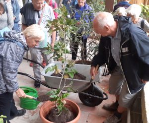 Dub taborský na zámku Opočno při výsadbě 25.9.2021