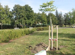 Nahovětvec dvoudomý na Dubině při výsadbě 19.9.2020
