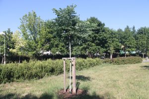 Nahovětvec dvoudomý na Dubině 23.6.2022