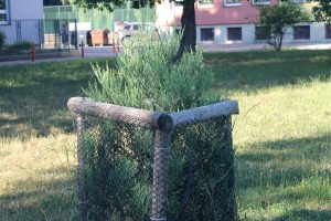 Sekvojovec obrovský na Dukle 23.6.2022
