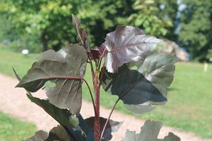Topol bavlníkový v arboretu Žampach 31.7.2022