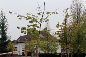 Lípa velkolistá v Pardubičkách při výsadbě 27.10.2018