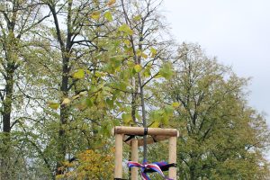 Lípa velkolistá v Pardubičkách při výsadbě 27.10.2018
