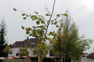 Lípa velkolistá v Pardubičkách při výsadbě 27.10.2018